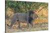 Botswana. Chobe National Park. Savuti. Male Lion Walking-Inger Hogstrom-Stretched Canvas