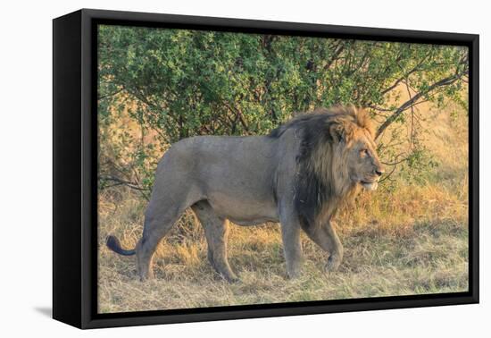 Botswana. Chobe National Park. Savuti. Male Lion Walking-Inger Hogstrom-Framed Stretched Canvas