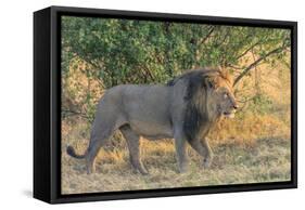 Botswana. Chobe National Park. Savuti. Male Lion Walking-Inger Hogstrom-Framed Stretched Canvas