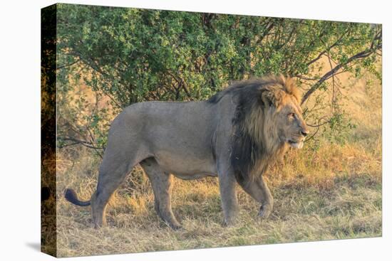 Botswana. Chobe National Park. Savuti. Male Lion Walking-Inger Hogstrom-Stretched Canvas