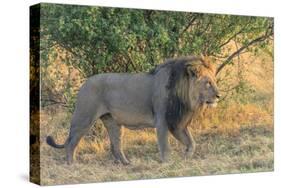 Botswana. Chobe National Park. Savuti. Male Lion Walking-Inger Hogstrom-Stretched Canvas