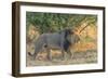 Botswana. Chobe National Park. Savuti. Male Lion Walking-Inger Hogstrom-Framed Photographic Print