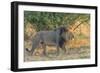 Botswana. Chobe National Park. Savuti. Male Lion Walking-Inger Hogstrom-Framed Photographic Print