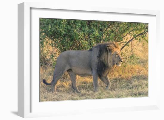 Botswana. Chobe National Park. Savuti. Male Lion Walking-Inger Hogstrom-Framed Photographic Print