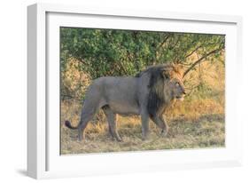 Botswana. Chobe National Park. Savuti. Male Lion Walking-Inger Hogstrom-Framed Photographic Print