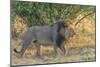 Botswana. Chobe National Park. Savuti. Male Lion Walking-Inger Hogstrom-Mounted Photographic Print