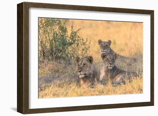 Botswana. Chobe National Park. Savuti. Pride of Lions Resting in the Shade-Inger Hogstrom-Framed Photographic Print