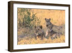 Botswana. Chobe National Park. Savuti. Pride of Lions Resting in the Shade-Inger Hogstrom-Framed Photographic Print