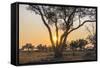 Botswana. Chobe National Park. Savuti. Sun Setting Beyond Rain Trees-Inger Hogstrom-Framed Stretched Canvas