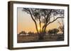 Botswana. Chobe National Park. Savuti. Sun Setting Beyond Rain Trees-Inger Hogstrom-Framed Photographic Print