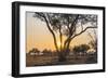 Botswana. Chobe National Park. Savuti. Sun Setting Beyond Rain Trees-Inger Hogstrom-Framed Photographic Print