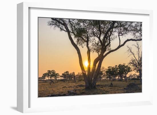 Botswana. Chobe National Park. Savuti. Sun Setting Beyond Rain Trees-Inger Hogstrom-Framed Photographic Print