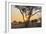 Botswana. Chobe National Park. Savuti. Sun Setting Beyond Rain Trees-Inger Hogstrom-Framed Photographic Print