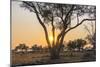 Botswana. Chobe National Park. Savuti. Sun Setting Beyond Rain Trees-Inger Hogstrom-Mounted Photographic Print