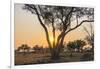 Botswana. Chobe National Park. Savuti. Sun Setting Beyond Rain Trees-Inger Hogstrom-Framed Premium Photographic Print