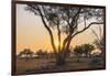 Botswana. Chobe National Park. Savuti. Sun Setting Beyond Rain Trees-Inger Hogstrom-Framed Premium Photographic Print