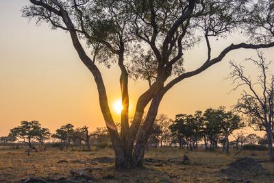 https://imgc.allpostersimages.com/img/posters/botswana-chobe-national-park-savuti-sun-setting-beyond-rain-trees_u-L-Q13AY300.jpg?artPerspective=n