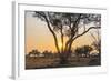 Botswana. Chobe National Park. Savuti. Sun Setting Beyond Rain Trees-Inger Hogstrom-Framed Photographic Print