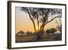 Botswana. Chobe National Park. Savuti. Sun Setting Beyond Rain Trees-Inger Hogstrom-Framed Photographic Print