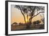 Botswana. Chobe National Park. Savuti. Sun Setting Beyond Rain Trees-Inger Hogstrom-Framed Photographic Print