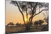 Botswana. Chobe National Park. Savuti. Sun Setting Beyond Rain Trees-Inger Hogstrom-Mounted Photographic Print