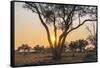 Botswana. Chobe National Park. Savuti. Sun Setting Beyond Rain Trees-Inger Hogstrom-Framed Stretched Canvas
