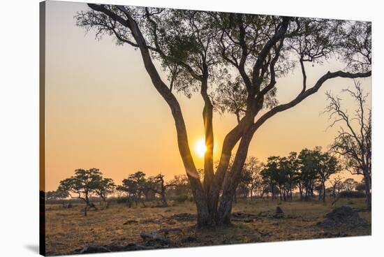 Botswana. Chobe National Park. Savuti. Sun Setting Beyond Rain Trees-Inger Hogstrom-Stretched Canvas