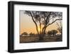 Botswana. Chobe National Park. Savuti. Sun Setting Beyond Rain Trees-Inger Hogstrom-Framed Photographic Print