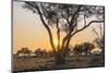 Botswana. Chobe National Park. Savuti. Sun Setting Beyond Rain Trees-Inger Hogstrom-Mounted Photographic Print