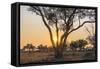 Botswana. Chobe National Park. Savuti. Sun Setting Beyond Rain Trees-Inger Hogstrom-Framed Stretched Canvas