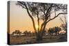 Botswana. Chobe National Park. Savuti. Sun Setting Beyond Rain Trees-Inger Hogstrom-Stretched Canvas