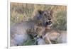 Botswana. Chobe National Park. Savuti. Young Lion Cubs Resting-Inger Hogstrom-Framed Photographic Print