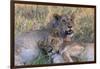 Botswana. Chobe National Park. Savuti. Young Lion Cubs Resting-Inger Hogstrom-Framed Photographic Print