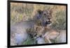 Botswana. Chobe National Park. Savuti. Young Lion Cubs Resting-Inger Hogstrom-Framed Photographic Print