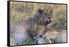 Botswana. Chobe National Park. Savuti. Young Lion Cubs Resting-Inger Hogstrom-Framed Stretched Canvas