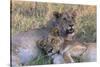 Botswana. Chobe National Park. Savuti. Young Lion Cubs Resting-Inger Hogstrom-Stretched Canvas