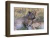 Botswana. Chobe National Park. Savuti. Young Lion Cubs Resting-Inger Hogstrom-Framed Photographic Print