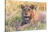 Botswana. Chobe National Park. Savuti. Young Male Lion Resting-Inger Hogstrom-Stretched Canvas