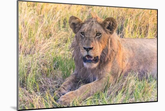 Botswana. Chobe National Park. Savuti. Young Male Lion Resting-Inger Hogstrom-Mounted Photographic Print