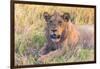 Botswana. Chobe National Park. Savuti. Young Male Lion Resting-Inger Hogstrom-Framed Photographic Print