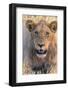 Botswana. Chobe National Park. Savuti. Young Male Lion Resting-Inger Hogstrom-Framed Photographic Print