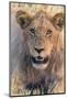 Botswana. Chobe National Park. Savuti. Young Male Lion Resting-Inger Hogstrom-Mounted Photographic Print