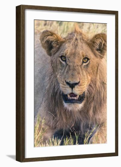 Botswana. Chobe National Park. Savuti. Young Male Lion Resting-Inger Hogstrom-Framed Photographic Print