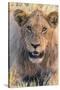 Botswana. Chobe National Park. Savuti. Young Male Lion Resting-Inger Hogstrom-Stretched Canvas