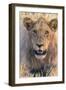 Botswana. Chobe National Park. Savuti. Young Male Lion Resting-Inger Hogstrom-Framed Photographic Print