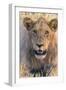 Botswana. Chobe National Park. Savuti. Young Male Lion Resting-Inger Hogstrom-Framed Photographic Print