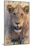 Botswana. Chobe National Park. Savuti. Young Male Lion Resting-Inger Hogstrom-Mounted Photographic Print