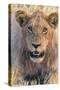 Botswana. Chobe National Park. Savuti. Young Male Lion Resting-Inger Hogstrom-Stretched Canvas