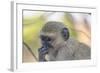 Botswana. Chobe National Park. Vervet Monkey Looking Pensive-Inger Hogstrom-Framed Photographic Print