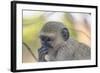 Botswana. Chobe National Park. Vervet Monkey Looking Pensive-Inger Hogstrom-Framed Photographic Print